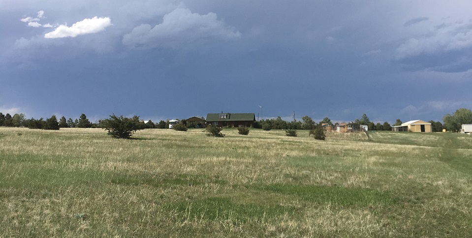 Plants Found on Our Farm