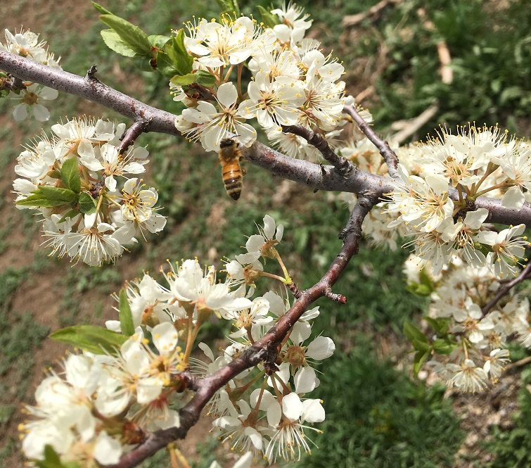 Beekeeping Resources