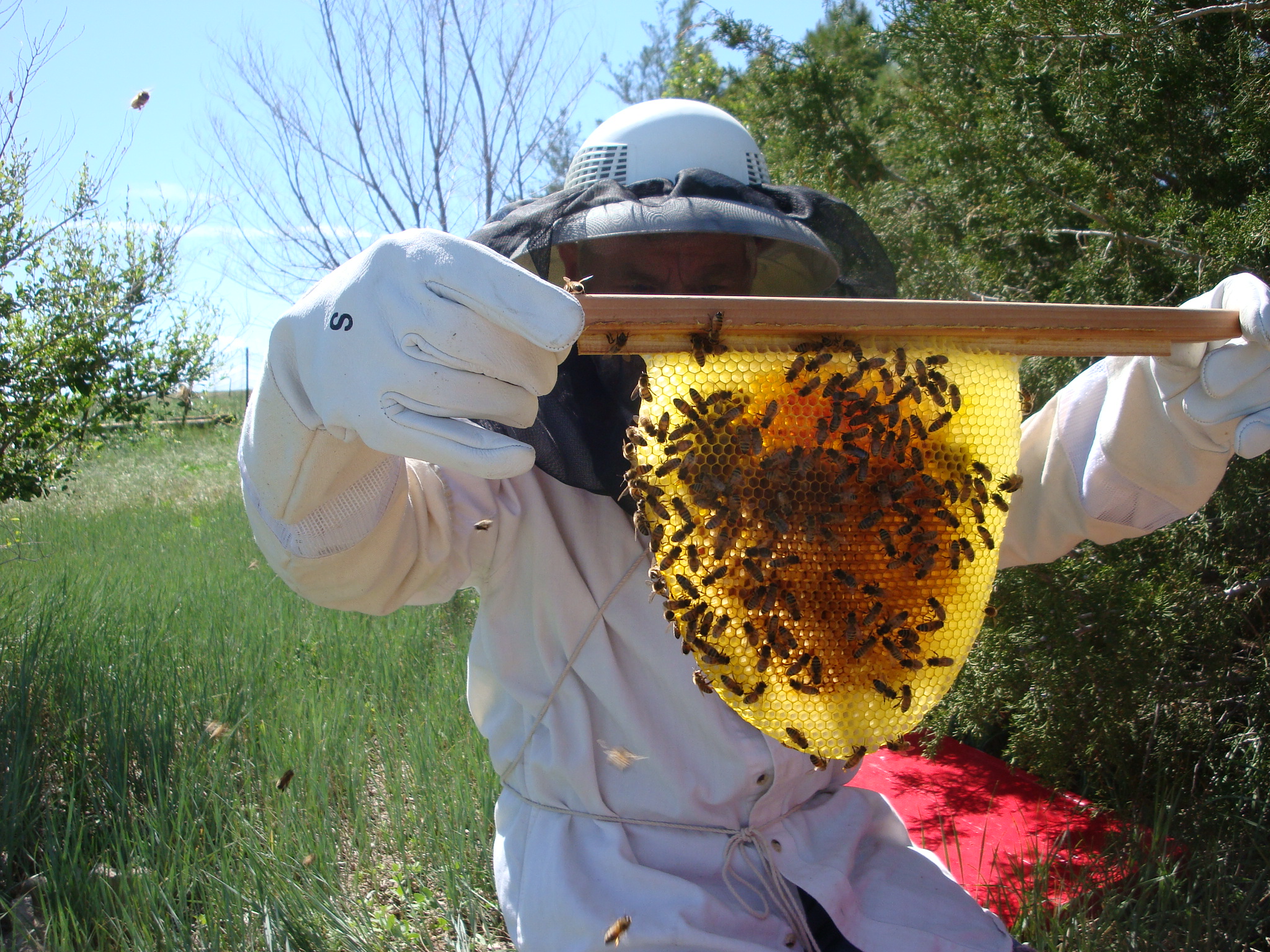 BeeKeeping
